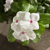 おはようございます🦋