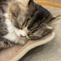 ありがとう