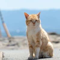 おはよう