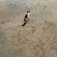 おはよ🐈🐾