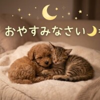 お礼💌