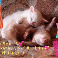 飽きてきたなと思ったけど。。