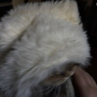 それは猫に似た何か
