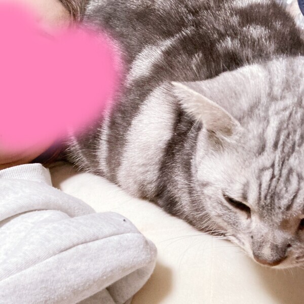 🐈🐈
