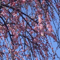 春かな〜