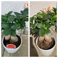 今日のガジュマル