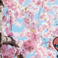 どストレート🌸