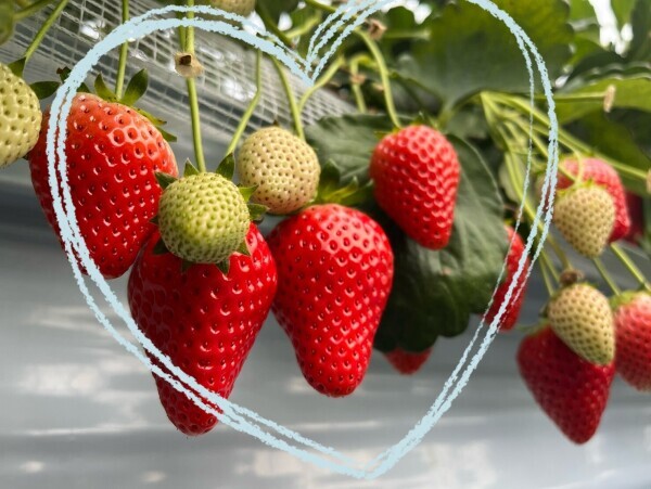 🍓