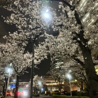 今日の格言