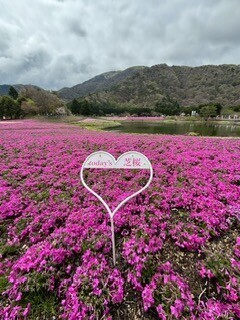 春爛漫🌸