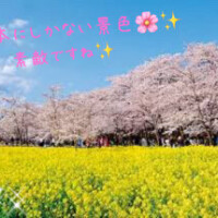 もうすぐですね😌🌸✨️
