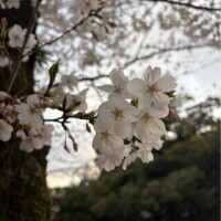 見頃は今後かな！