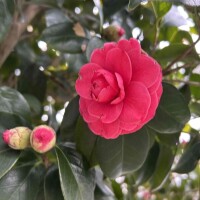 桜もいいけど、こっちもいいよ