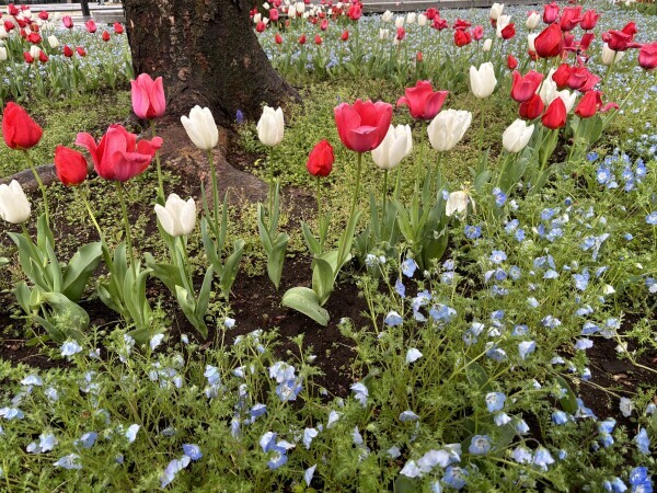 🌷