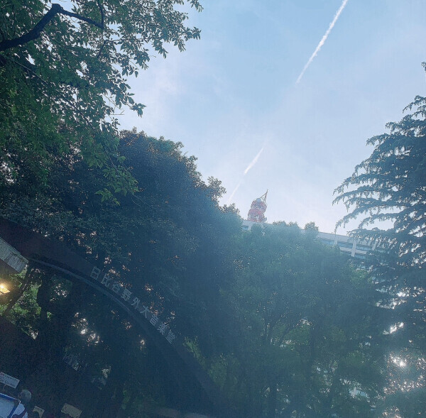 🌳