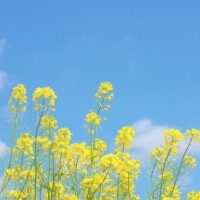 おはようございます♪