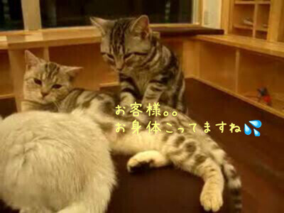 お疲れの方。。
