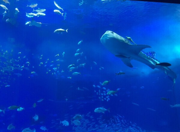 🫧🦈🐟🫧