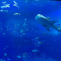 🫧🦈🐟🫧