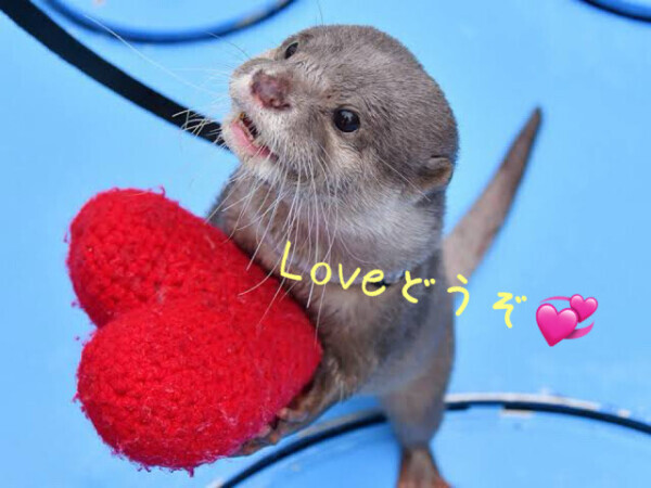 最近の癒し(* ´  ` *)ᐝ♡♡