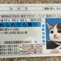 風つよ〜