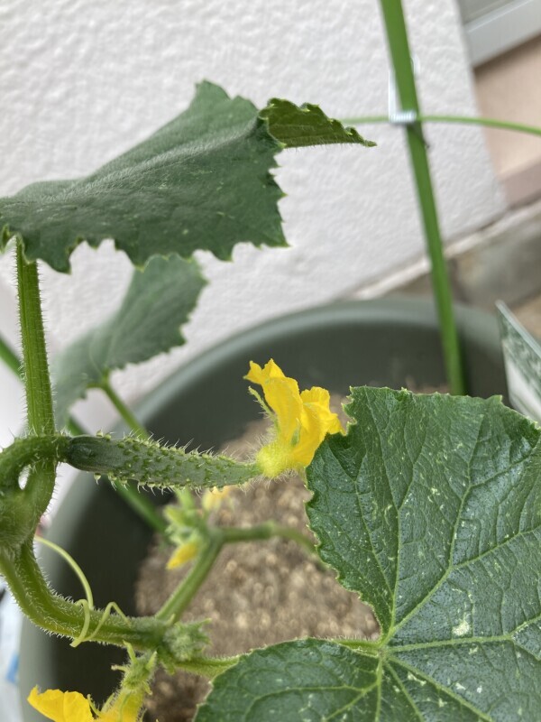 こんばんは