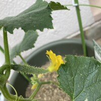 こんばんは