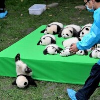 パンダ🐼🐾💖