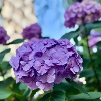 🌷🍀🌷