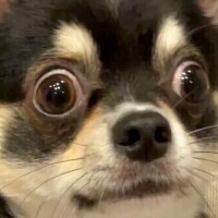 先ほどは