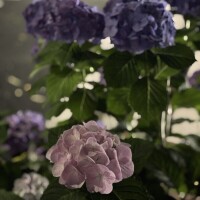 知花