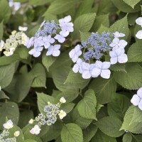 知花