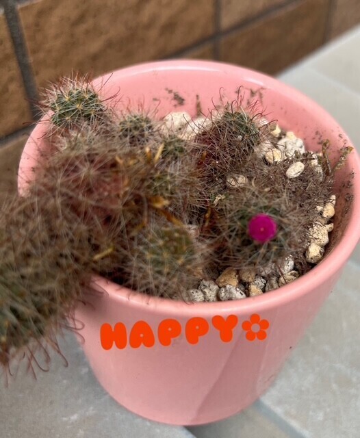 おはようございます☀️