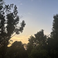 🌳🌆