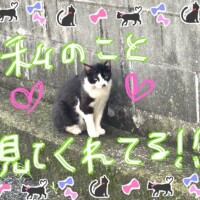 ぬこたん！！！