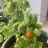 こんにちは