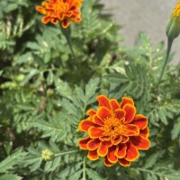 知花