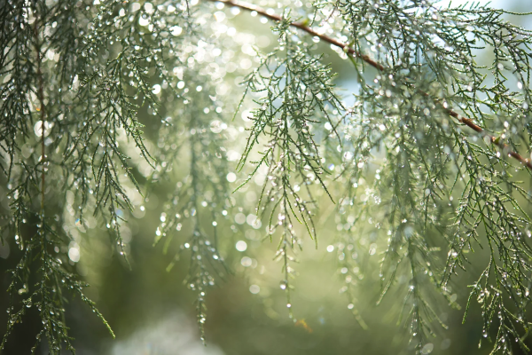 雨の一日も、心は軽やかに…☘️