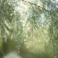 雨の一日も、心は軽やかに…☘️