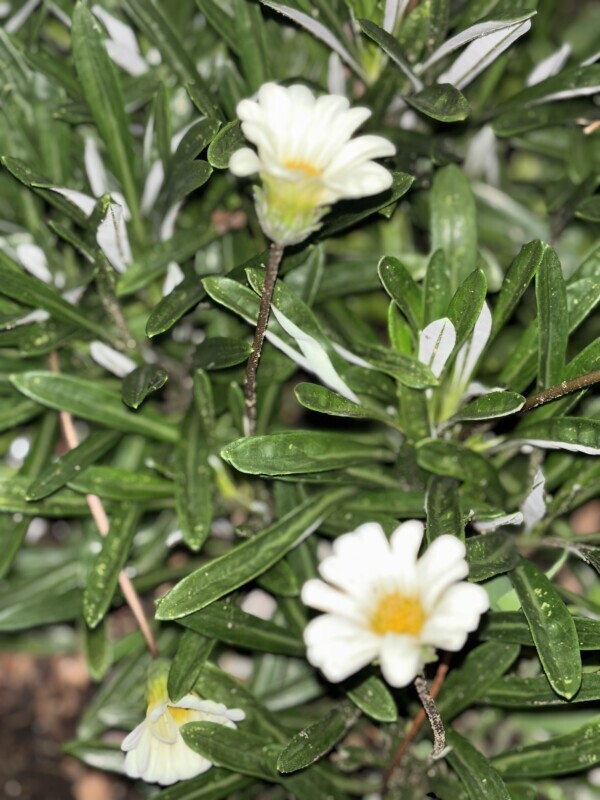🌼🌙