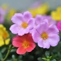 投票行ってきました