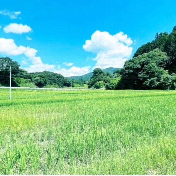 夏の風物詩