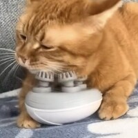 ありがとう