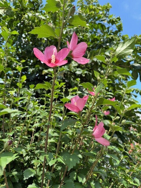 お洗濯　お掃除