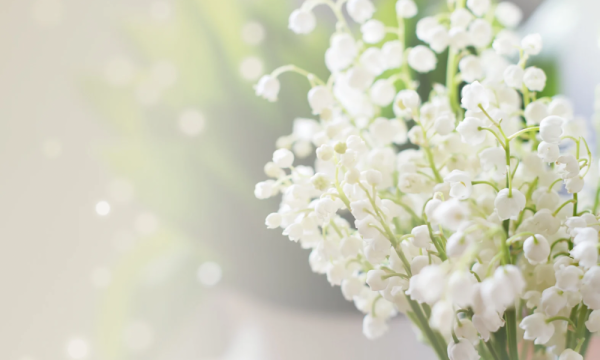 ありがとうと月曜日🌿🫧