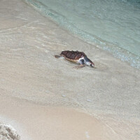 🐢