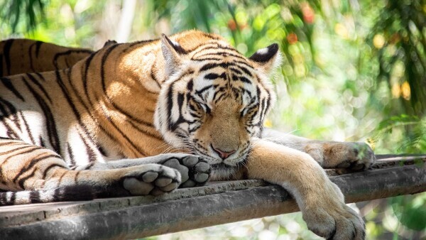 おやすみなさい