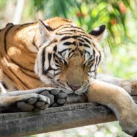 おやすみなさい