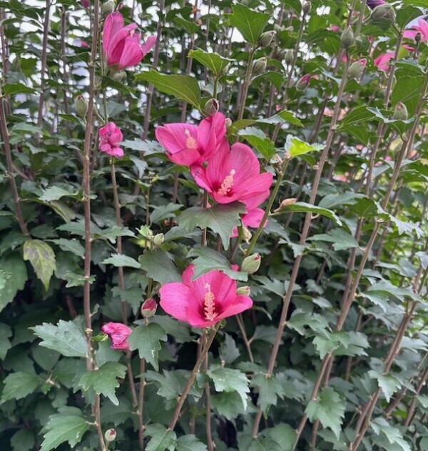 暑いの苦手だけど