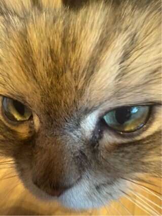 言葉わかってる？